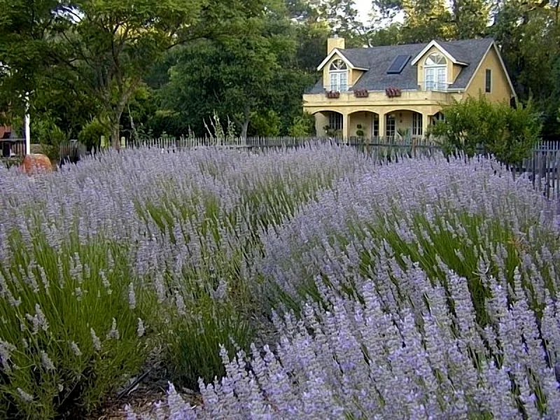 Le Jardin Pool/Hot Tub, Glen Ellen retreat, Sonoma Plaza