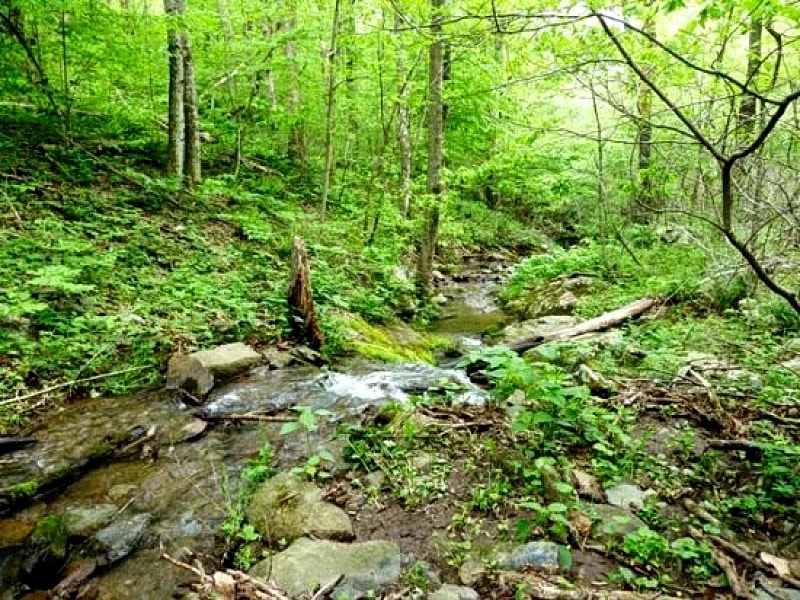 A Wild Woods Retreat in Stanley, Virginia, United States — photo 3