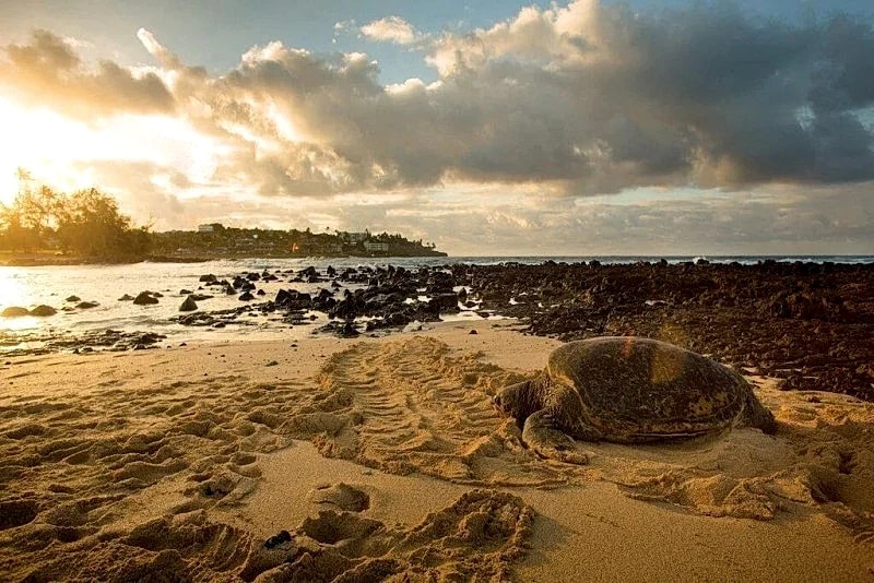 Oceanfront resort, two bedroom villa at Marriott Waiohai Beach Club! in Koloa, Hawaii, United States — photo 4