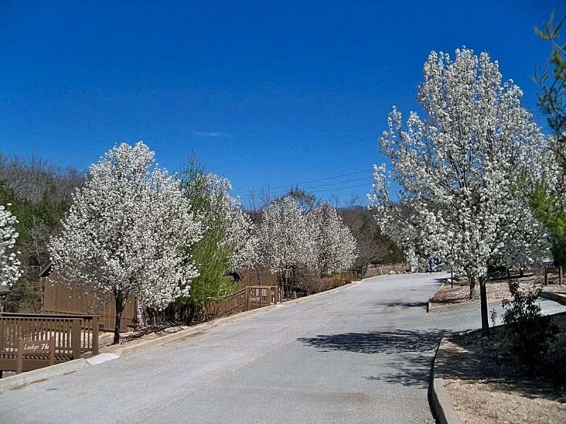 L078B, "Woodland Romance" 1Br Cabin, Pets, Secluded,SEE DESC. for SUMMER SPECIAL in Branson West, Missouri, United States — photo 2