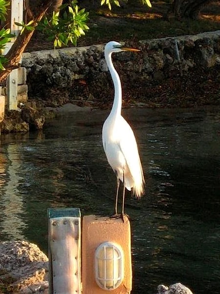 Keys Kottage; Remodeled Villa in Native Hammock on Florida Bay in Islamorada, Florida, United States — photo 3