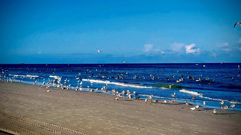 Beachfront Cottages GARDEN at Beautiful Sandy Shores on Gulf of Mexico in Indian Rocks Beach, Florida, United States — photo 4