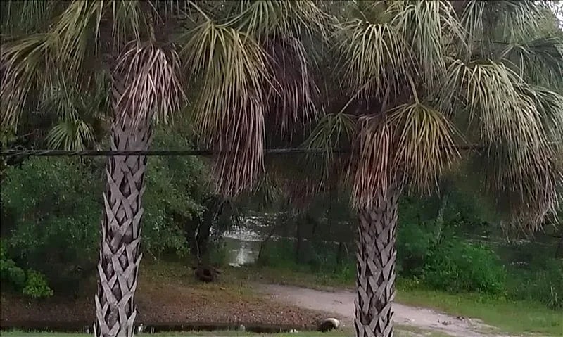 TreeHouse in Tampa in Tampa, Florida, United States — photo 3