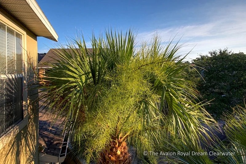 The Avalon Royal Dream; Cozy, Spacious, and Intimate in Clearwater, Florida, United States — photo 5