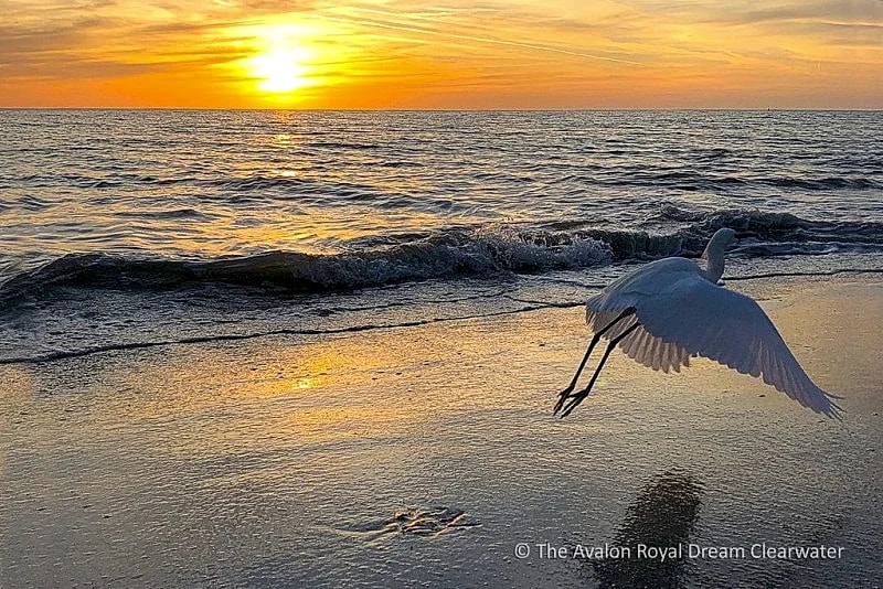 The Avalon Royal Dream; Cozy, Spacious, and Intimate in Clearwater, Florida, United States — photo 4