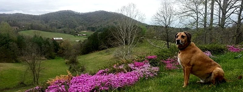 Social Distance here! Restricting reservations: Views, Privacy, Dog friendly! in Barnardsville, North Carolina, United States — photo 5
