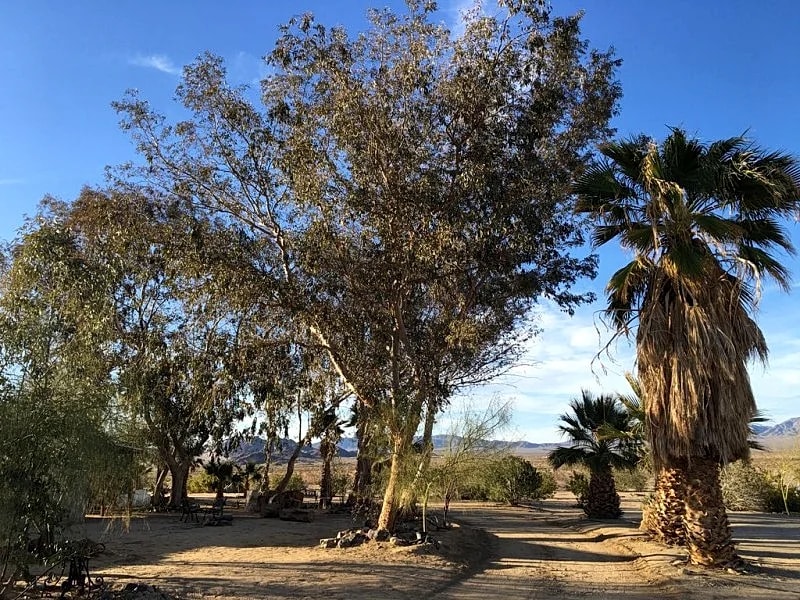 Adobe in the Palms 1930's Rancho in Twentynine Palms, California, United States — photo 4