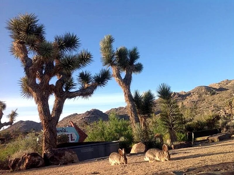 Bungalow in the Boulders Bottlerock house in Joshua Tree, California, United States — photo 5