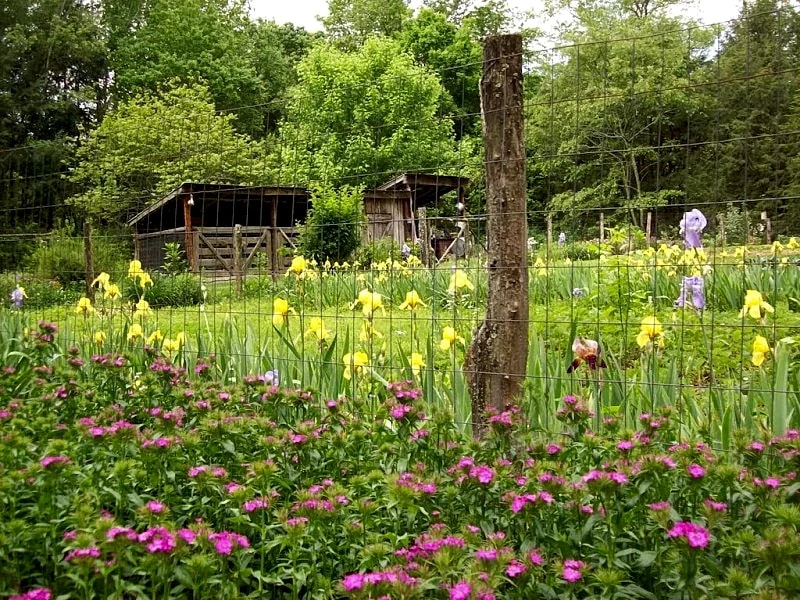 2BR cabin on Lg Mt creek in the heart of the Great Smoky Mountains National Park in Cosby, Tennessee, United States — photo 3