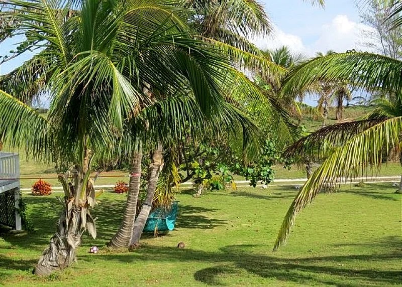 Shangri-La, Bahamas Tropical Beach Villa, Atlantic Ocean in Eleuthera, Bahamas — photo 5