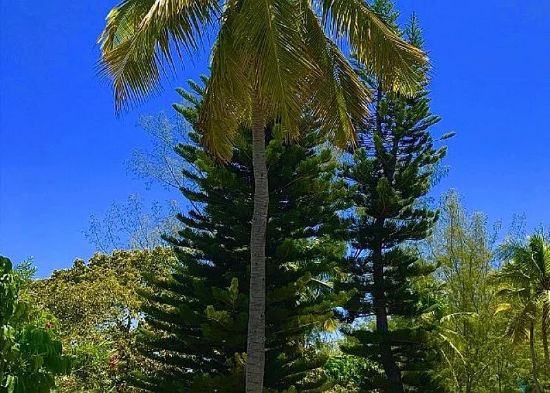 Private Beachfront Estate on Pink-Sand Poponi Beach, Walk to Two Restaurants in Eleuthera, Bahamas — photo 4