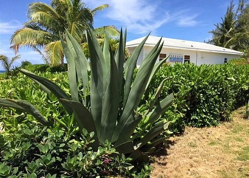 Newly Remodeled Med Point, Best Romantic Beach House, French Leave Beach in Eleuthera, Bahamas — photo 3