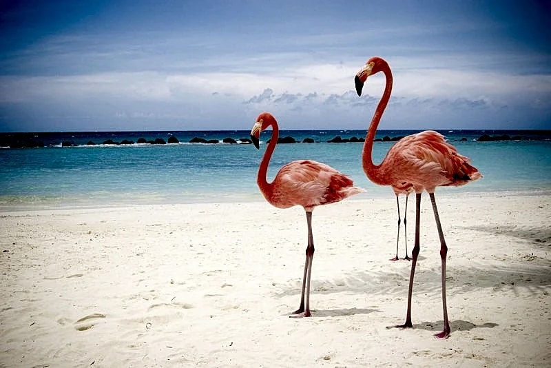 Discover the Charm of Palm Beach- Marriott's Aruba Ocean Club 2 BD villa in Noord, Aruba — photo 5