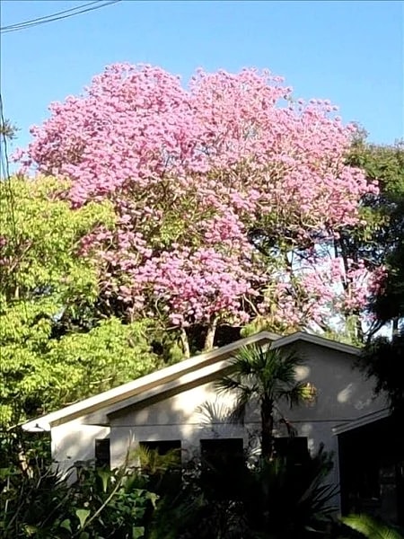 Urban Oasis: Secluded Cottage w/ Lush Botanical Gardens in Tampa, Florida, United States — photo 4