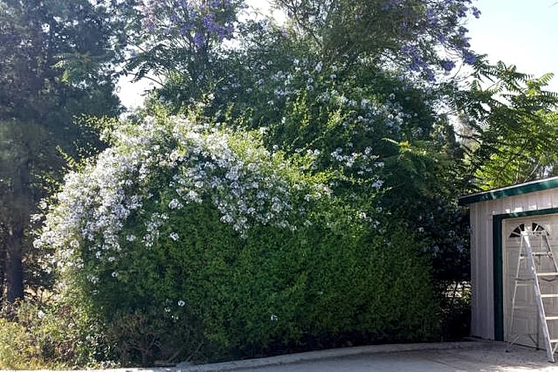 San Diego Suburb, Secluded With Lots of Trees Property overview in San Diego, California, United States — photo 4