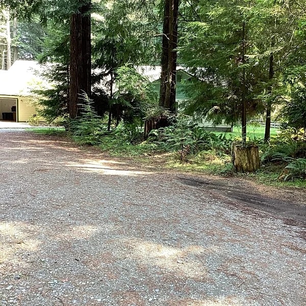 Picturesque forest homes in Crescent City, California, United States — photo 2