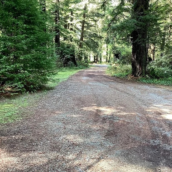 Picturesque forest homes in Crescent City, California, United States — photo 3