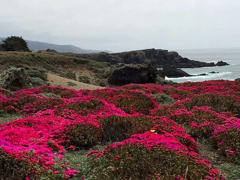 Spectacular Ocean Views -- 'Bella Vista' at Sea Ranch -- on a knoll in Sea Ranch, California, United States — photo 4