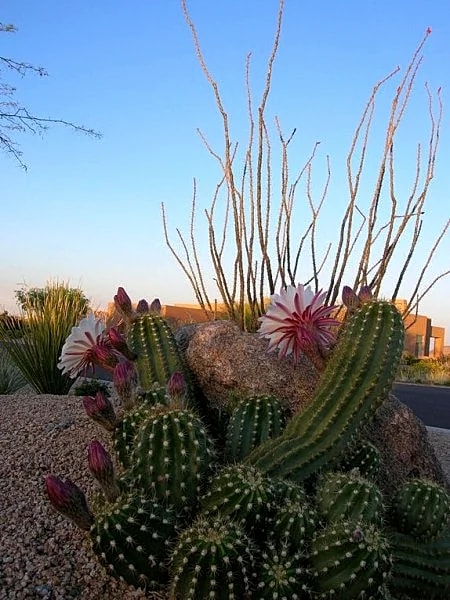 Calm, Comfortable & Serene, Close to all Valley events. in Carefree, Arizona, United States — photo 3