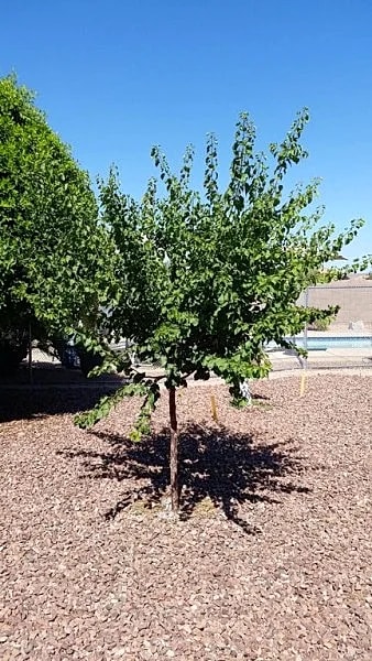 Very Private Urban Orchard with Fenced Pool in El Mirage, Arizona, United States — photo 5