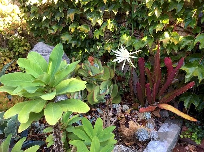 Romantic Private Garden Studio Near Downtown in San Diego, California, United States — photo 5