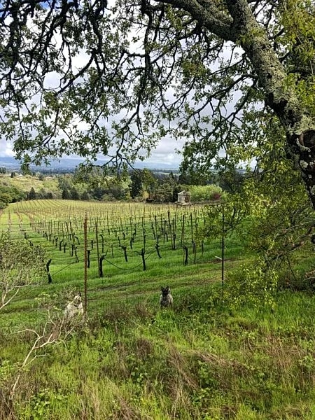 Your Own Wine Country Retreat in Freestone, California, United States — photo 5
