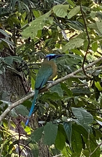 Costa Rican getaway has it all! Super low introductory rates! in Manuel Antonio, Puntarenas Province, Costa Rica — photo 5