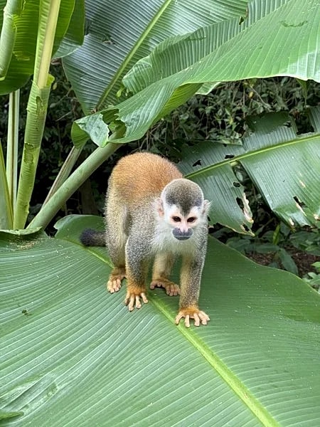Costa Rican getaway has it all! Super low introductory rates! in Manuel Antonio, Puntarenas Province, Costa Rica — photo 3