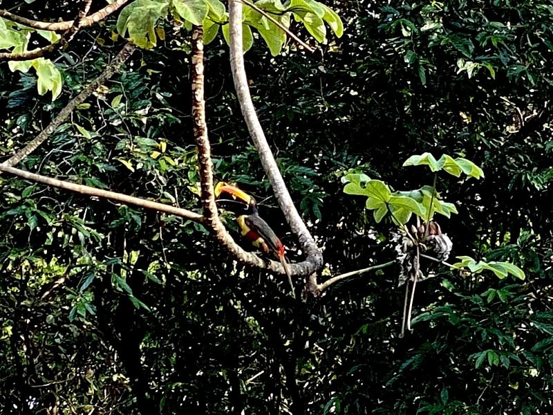 Costa Rican getaway has it all! Super low introductory rates! in Manuel Antonio, Puntarenas Province, Costa Rica — photo 2