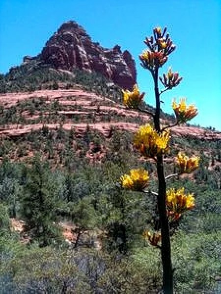 Old Town Cottonwood Garden Oasis in Cottonwood, Arizona, United States — photo 4