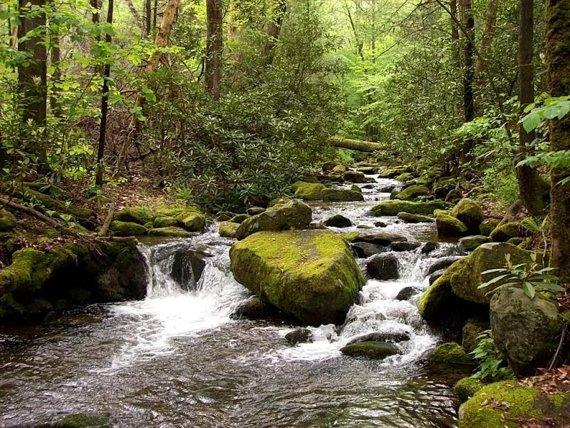Sanitized! Creekside Cottage sits over Creek Woods, Looking into Park! Pets OK in Cosby, Tennessee, United States — photo 4