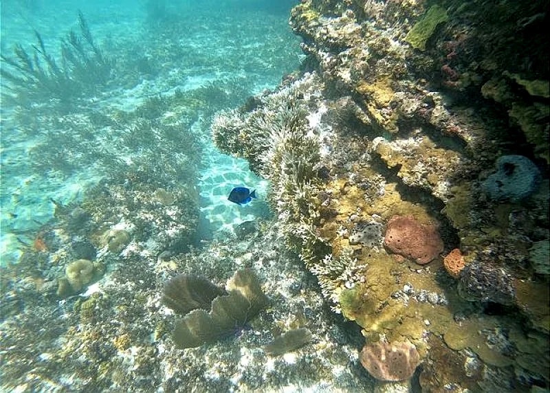 TOP RATED Private Oceanfront Estate, Best Snorkeling! Caves, SUP, Kayaks in Eleuthera, Bahamas — photo 3