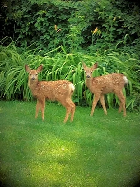 Make memories from your patio - In Rapid City On Canyon Lake Thirty Minutes from Mt Rushmore in Rapid City, South Dakota, United States — photo 3