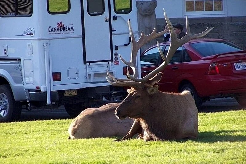 A Yellowstone Park View! in Gardiner, Montana, United States — photo 4